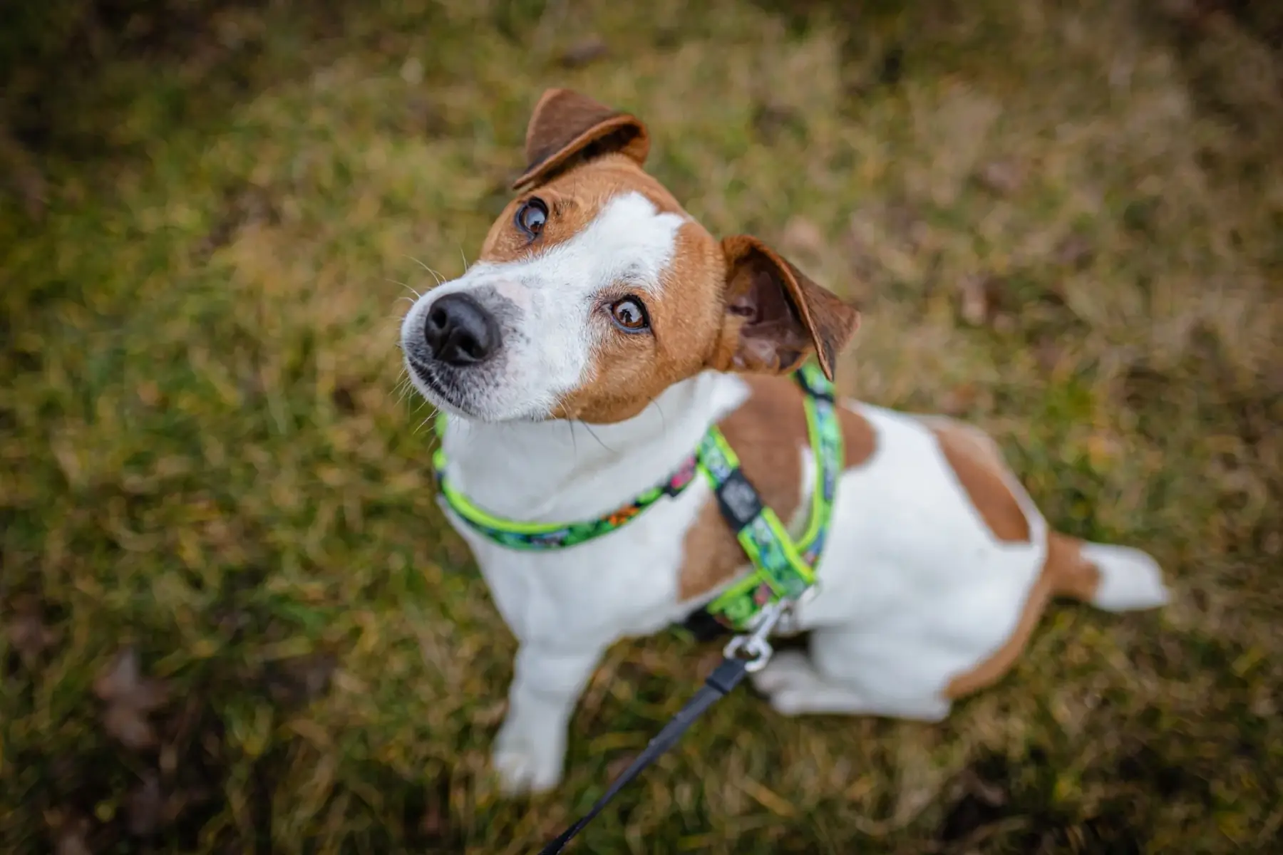 Brown and white dog wearing a green harness, looking up from the grass